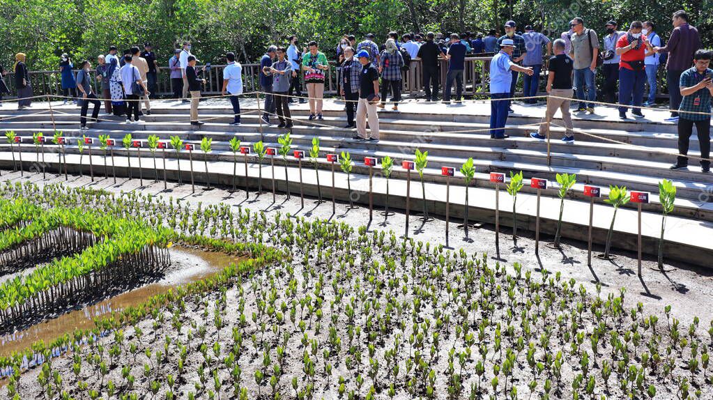 Ngurah Rai Tahura mangrove area, meeting place for state leaders at the G20 Summit Bali 8 December 2022