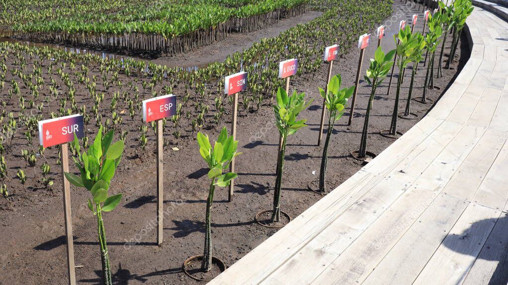 Ngurah Rai Tahura mangrove area, meeting place for state leaders at the G20 Summit Bali 8 December 2022