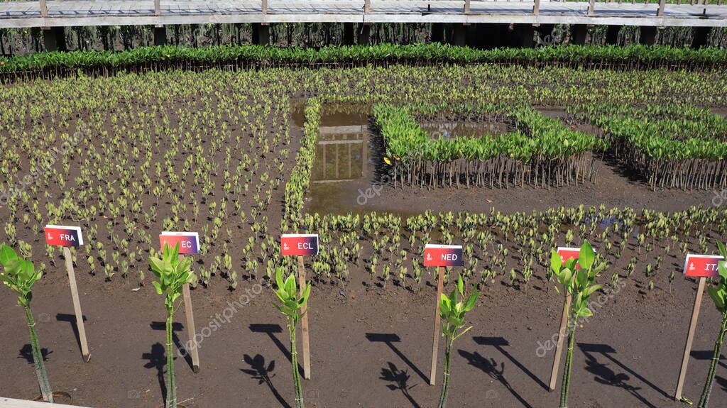Ngurah Rai Tahura mangrove area, meeting place for state leaders at the G20 Summit Bali 8 December 2022