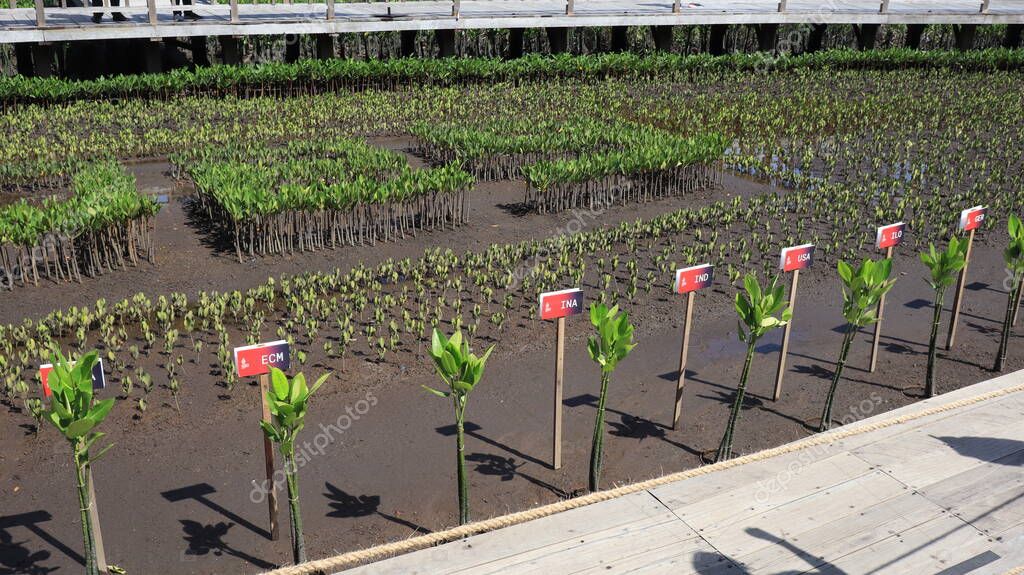 Ngurah Rai Tahura mangrove area, meeting place for state leaders at the G20 Summit Bali 8 December 2022