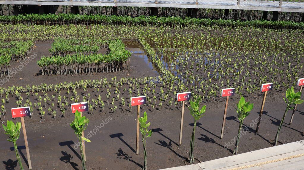 Ngurah Rai Tahura mangrove area, meeting place for state leaders at the G20 Summit Bali 8 December 2022