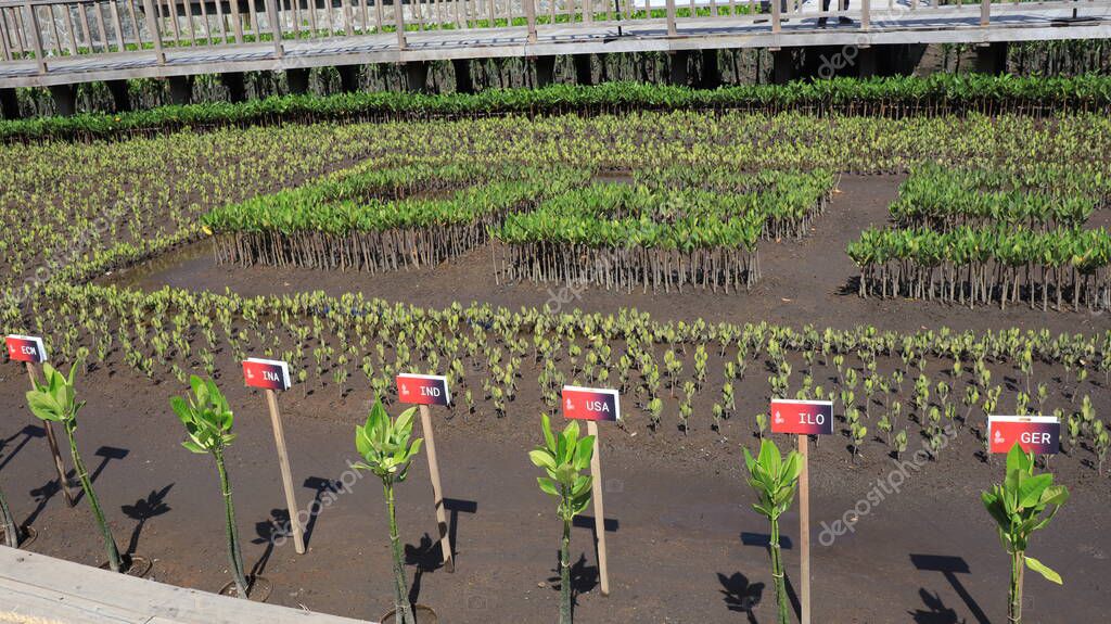 Ngurah Rai Tahura mangrove area, meeting place for state leaders at the G20 Summit Bali 8 December 2022