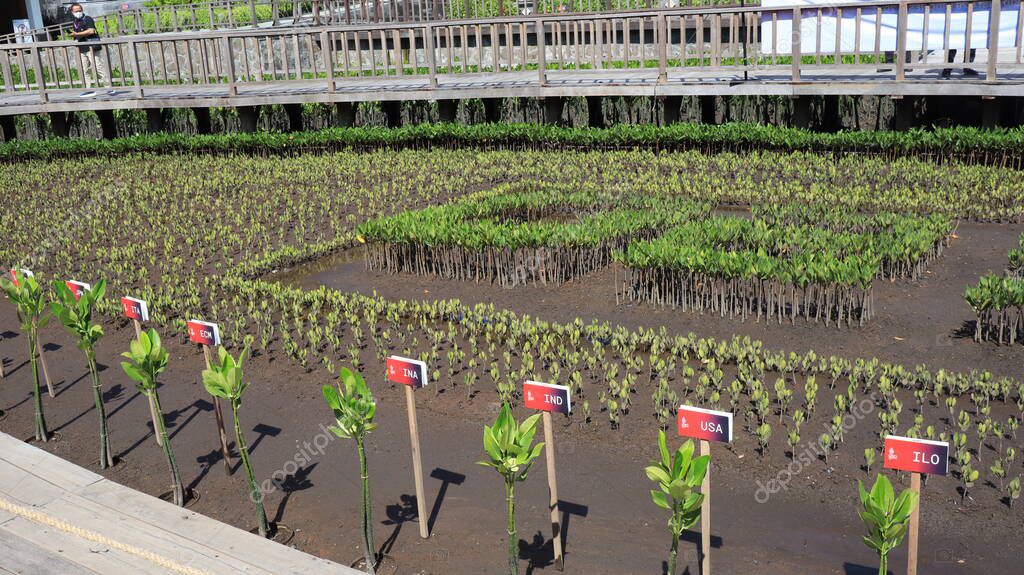 Ngurah Rai Tahura mangrove area, meeting place for state leaders at the G20 Summit Bali 8 December 2022