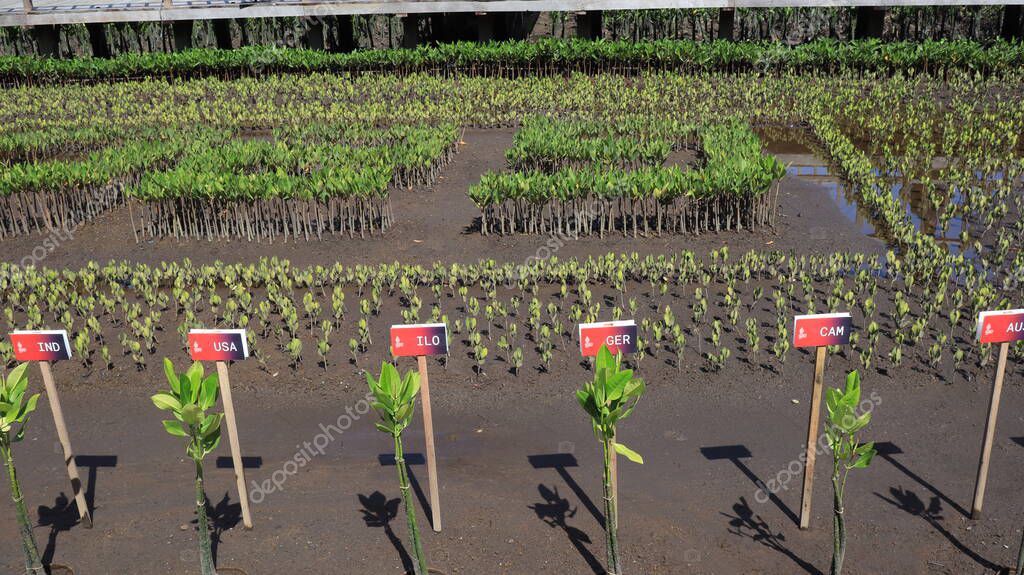 Ngurah Rai Tahura mangrove area, meeting place for state leaders at the G20 Summit Bali 8 December 2022