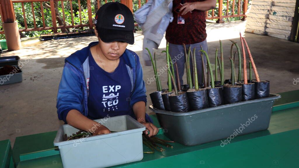 Ngurah Rai Tahura mangrove area, meeting place for state leaders at the G20 Summit Bali 8 December 2022