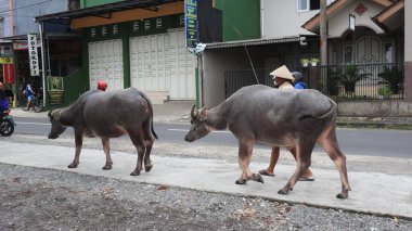 white buffalo or Caucasian buffalo passing by on the road, Wonosobo, Indonesia January 15, 2022.