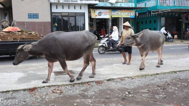 white buffalo or Caucasian buffalo passing by on the road, Wonosobo, Indonesia January 15, 2022.