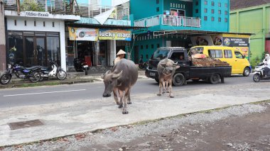 white buffalo or Caucasian buffalo passing by on the road, Wonosobo, Indonesia January 15, 2022.