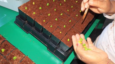 planting mangrove tree seeds in polybags