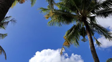 Coconut trees against blue sky, Coconut trees at tropical coast, coconut tree, summer tree. background with copy space.