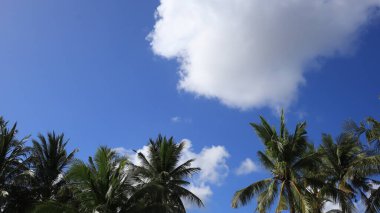Coconut trees against blue sky, Coconut trees at tropical coast, coconut tree, summer tree. background with copy space.