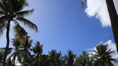 Coconut trees against blue sky, Coconut trees at tropical coast, coconut tree, summer tree. background with copy space.