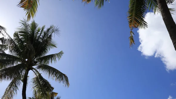 Coconut trees against blue sky, Coconut trees at tropical coast, coconut tree, summer tree. background with copy space.