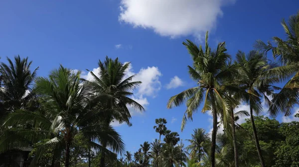 Coconut trees against blue sky, Coconut trees at tropical coast, coconut tree, summer tree. background with copy space.