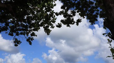 Coconut trees against blue sky, Coconut trees at tropical coast, coconut tree, summer tree. background with copy space.