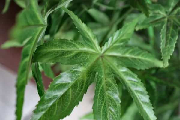 stock image Marijuana leaves cannabis plants, Cannabis leaves of a plant