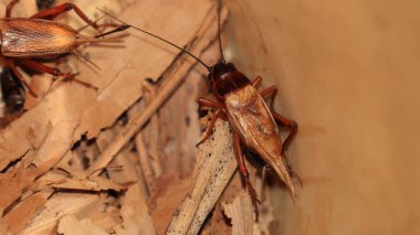 Kahverengi cırcır böceği, güneşin altında kuru bir yaprak üzerinde.
