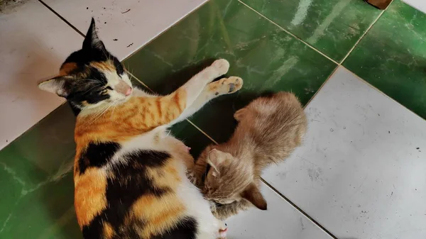 Adorable Gatito Tabby Amamantando Madre Gatitos Amamantando Madre —  Fotos de Stock