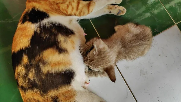 Sevimli Tekir Kedicik Annelerini Emziriyor Yavrular Annelerini Emziriyor — Stok fotoğraf