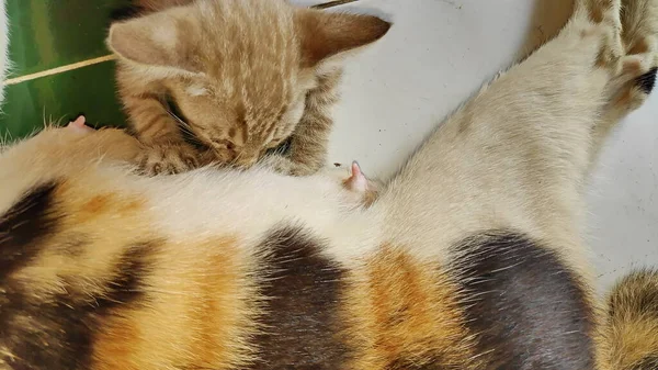 可爱的胖胖的小猫在给妈妈喂奶 小猫在给妈妈喂奶 — 图库照片