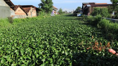 Subaylar nehirde temiz su sümbülü, Pekalongan Endonezya 25 Ocak 2024