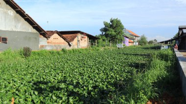 Subaylar nehirde temiz su sümbülü, Pekalongan Endonezya 25 Ocak 2024