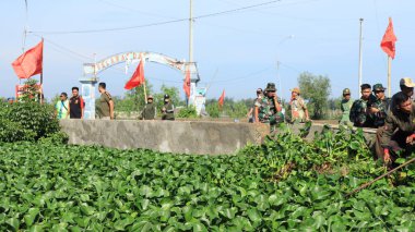 Subaylar nehirde temiz su sümbülü, Pekalongan Endonezya 25 Ocak 2024