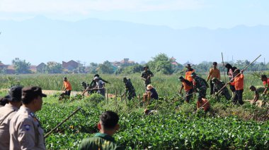 Subaylar nehirde temiz su sümbülü, Pekalongan Endonezya 25 Ocak 2024