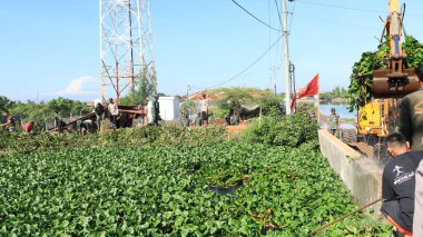 Subaylar nehirde temiz su sümbülü, Pekalongan Endonezya 25 Ocak 2024