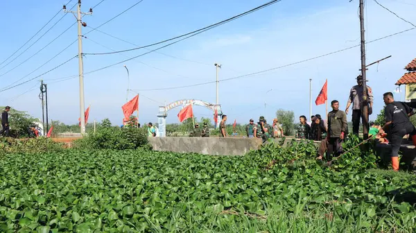 Subaylar nehirde temiz su sümbülü, Pekalongan Endonezya 25 Ocak 2024