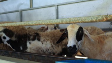 Koyunların yakınından Çiftlik Kalemi 'ndeki kameraya bakıyorum.