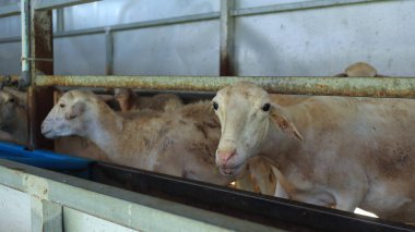 Koyunların yakınından Çiftlik Kalemi 'ndeki kameraya bakıyorum.