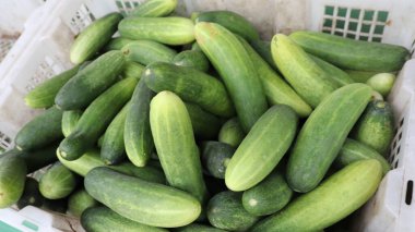 Taze salatalıklar markette konteynırda