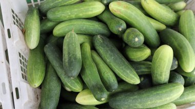 Taze salatalıklar markette konteynırda