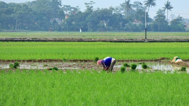 Çiftçilerin tarlalardaki faaliyetleri parlak bir gökyüzüyle sabahları