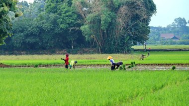 Çiftçilerin tarlalardaki faaliyetleri parlak bir gökyüzüyle sabahları