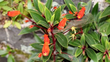 Seemannia Sylvatica çiçeği kırmızımsı turuncu renklerle bahçede