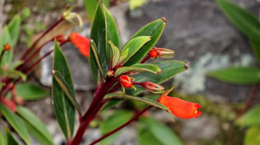 Seemannia Sylvatica çiçeği kırmızımsı turuncu renklerle bahçede