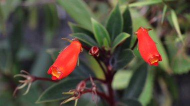 Seemannia Sylvatica çiçeği kırmızımsı turuncu renklerle bahçede