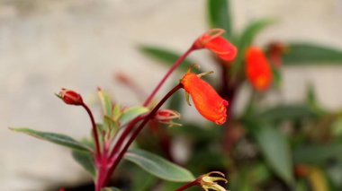 Seemannia Sylvatica çiçeği kırmızımsı turuncu renklerle bahçede