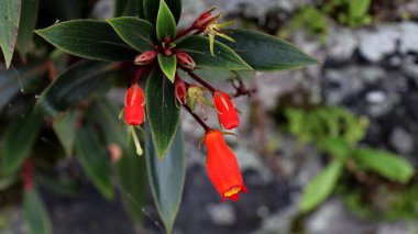 Seemannia Sylvatica çiçeği kırmızımsı turuncu renklerle bahçede