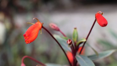 Seemannia Sylvatica çiçeği kırmızımsı turuncu renklerle bahçede