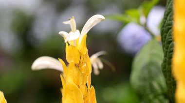 Closeup of Golden Candle Flower, Acanthaceae Pachystachys, with more flowers in the background clipart