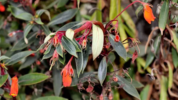 Seemannia Sylvatica çiçeği kırmızımsı turuncu renklerle bahçede