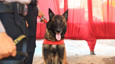 Alman çoban köpeği olan bir polis. Polis köpeği. K9