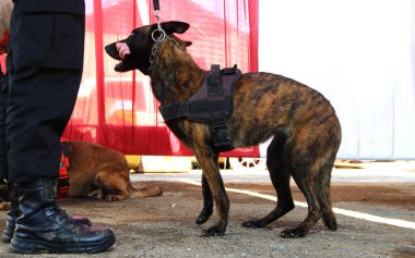 Alman çoban köpeği olan bir polis. Polis köpeği. K9