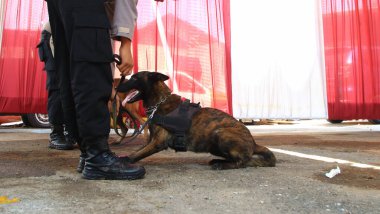 Alman çoban köpeği olan bir polis. Polis köpeği. K9