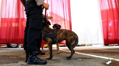 Alman çoban köpeği olan bir polis. Polis köpeği. K9