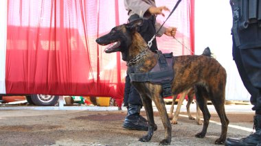 Alman çoban köpeği olan bir polis. Polis köpeği. K9