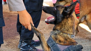 Alman çoban köpeği olan bir polis. Polis köpeği. K9